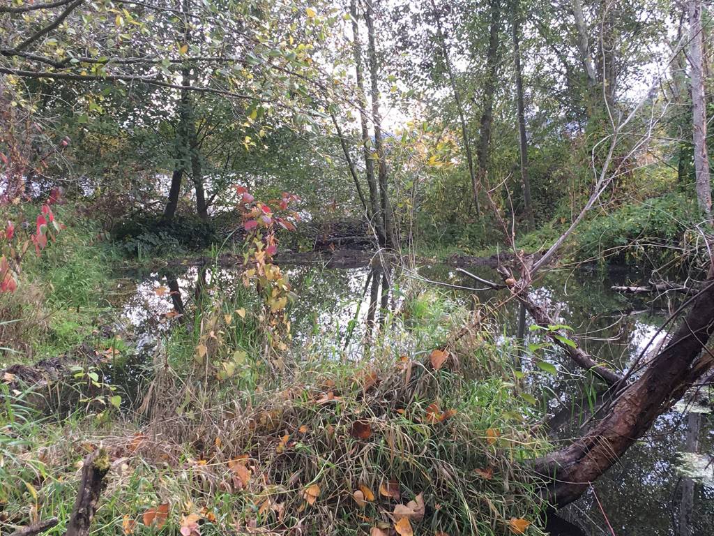 Beavers have been active in a park on Mercer Island near the shoreline of Lake Washington. Photo courtesy of An Tootill