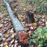 Probably no animal leaves more obvious signs of its presence than the beaver, according to the Washington Department of Fish and Wildlife. Photo courtesy of An Tootill