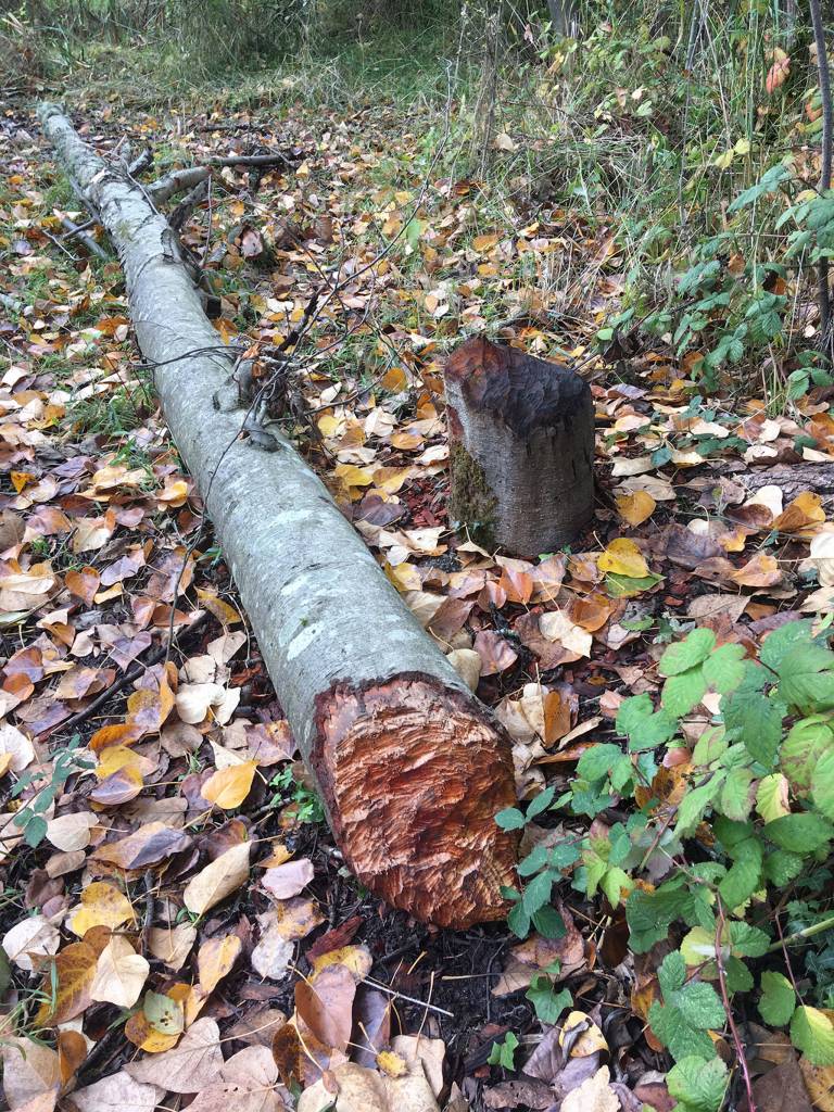 Probably no animal leaves more obvious signs of its presence than the beaver, according to the Washington Department of Fish and Wildlife. Photo courtesy of An Tootill