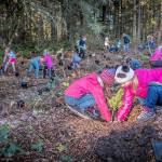 Executive Constantine Dow launched an initiative to plant one million trees by the end of 2020. With the help of volunteers and partners, King County has planted 705,840 trees. Photo courtesy of King County.