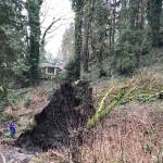 Several trees fell during Februarys snow storms in the wetlands near 4825 E. Mercer Way, where a new single family home is planned. Neighbors are concerned about the environmental impacts of development on the lot, which also contains an eagle tree. The child in the photo is six feet tall. Photo courtesy of Gerry Kaelin