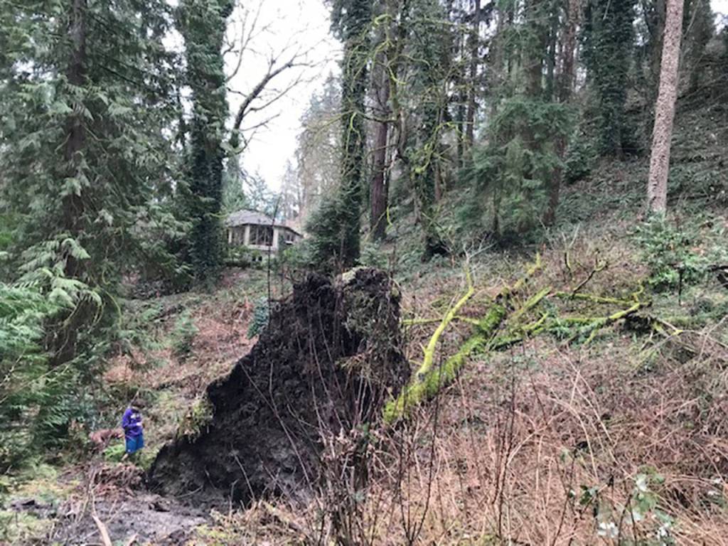 Several trees fell during Februarys snow storms in the wetlands near 4825 E. Mercer Way, where a new single family home is planned. Neighbors are concerned about the environmental impacts of development on the lot, which also contains an eagle tree. The child in the photo is six feet tall. Photo courtesy of Gerry Kaelin