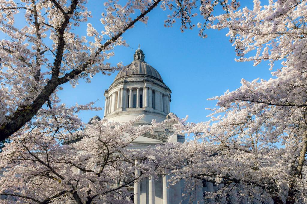 (Linda J. Smith) Cherry trees fully in bloom at the state capital in Olympia.                                (Linda J. Smith) Cherry trees fully in bloom at the state capital in Olympia.