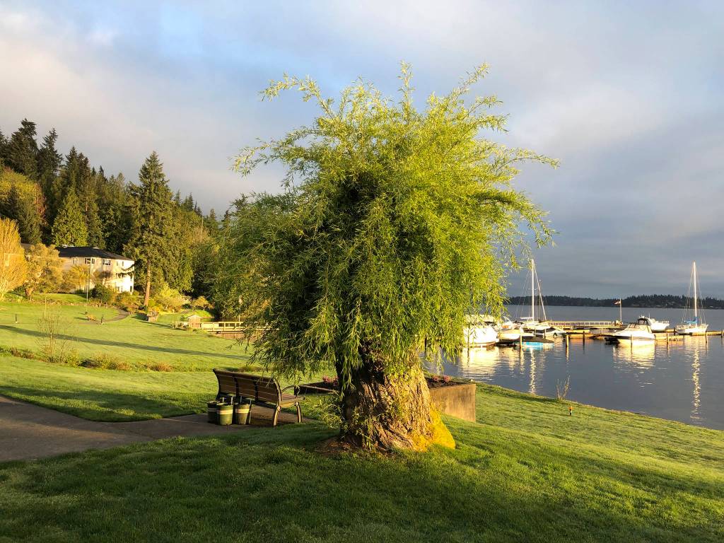 This willow tree had recently fallen and was only a stump. Now new life has grown where all hope had seemed lost. Photo by Greg Asimakoupoulos
