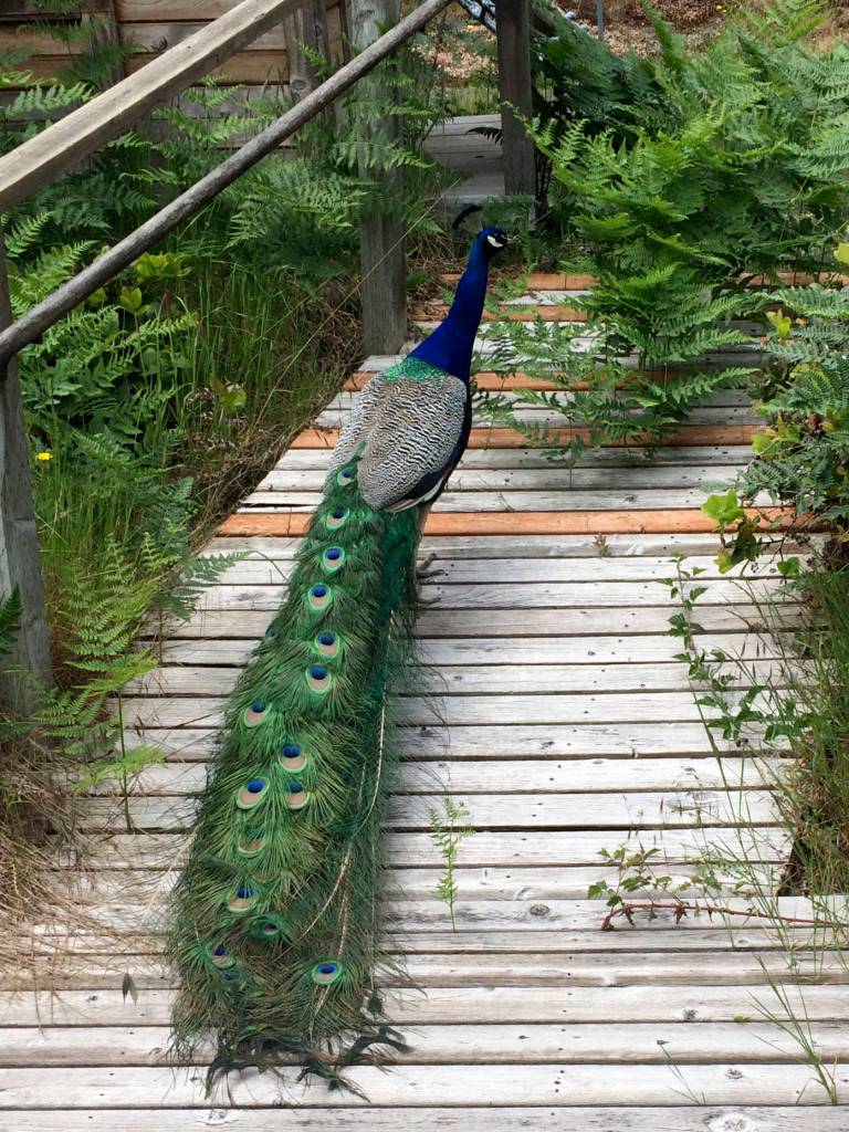 Peacocks roam the neighborhood of Beards Cove in sportswriter Shaun Scotts childhood hometown of Belfair. Shaun Scott/staff photo
