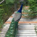 Peacocks roam the neighborhood of Beards Cove in sportswriter Shaun Scotts childhood hometown of Belfair. Shaun Scott/staff photo