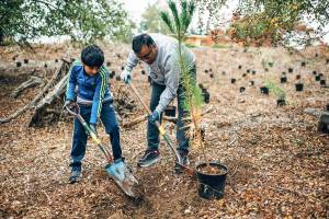 Courtesy photo                                Volunteers plant trees at the Mercer Islands 2018 inaugural Arbor Day celebration.