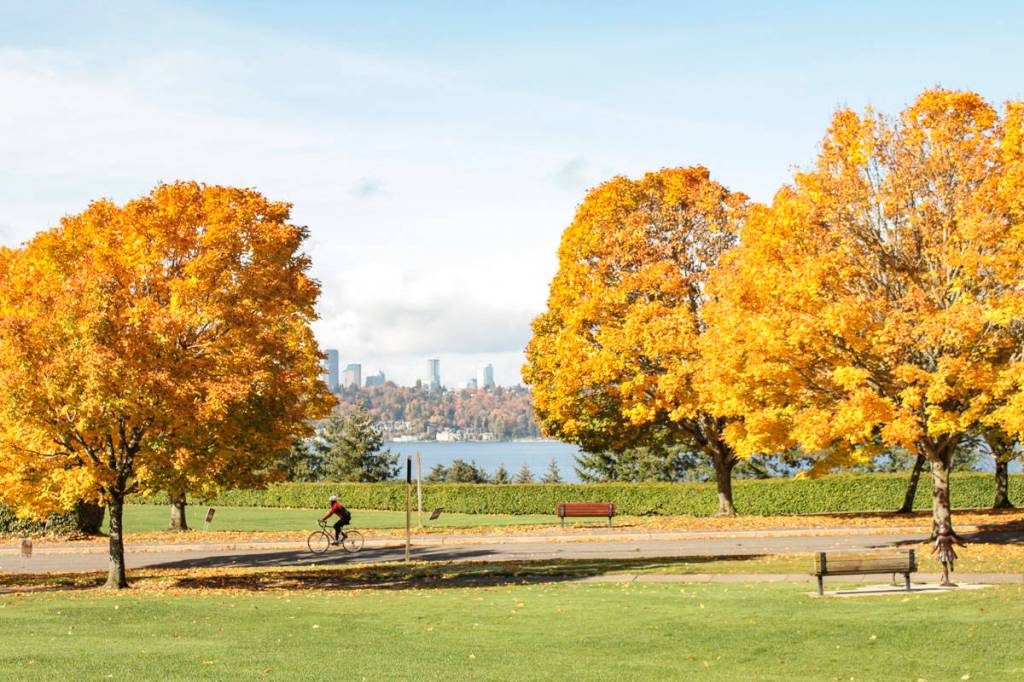 Natalie DeFord/staff photo.                                A bright fall day at Aubrey Davis Park on Mercer Island.