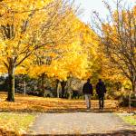 Natalie DeFord/staff photo.                                A bright fall day at Aubrey Davis Park on Mercer Island.