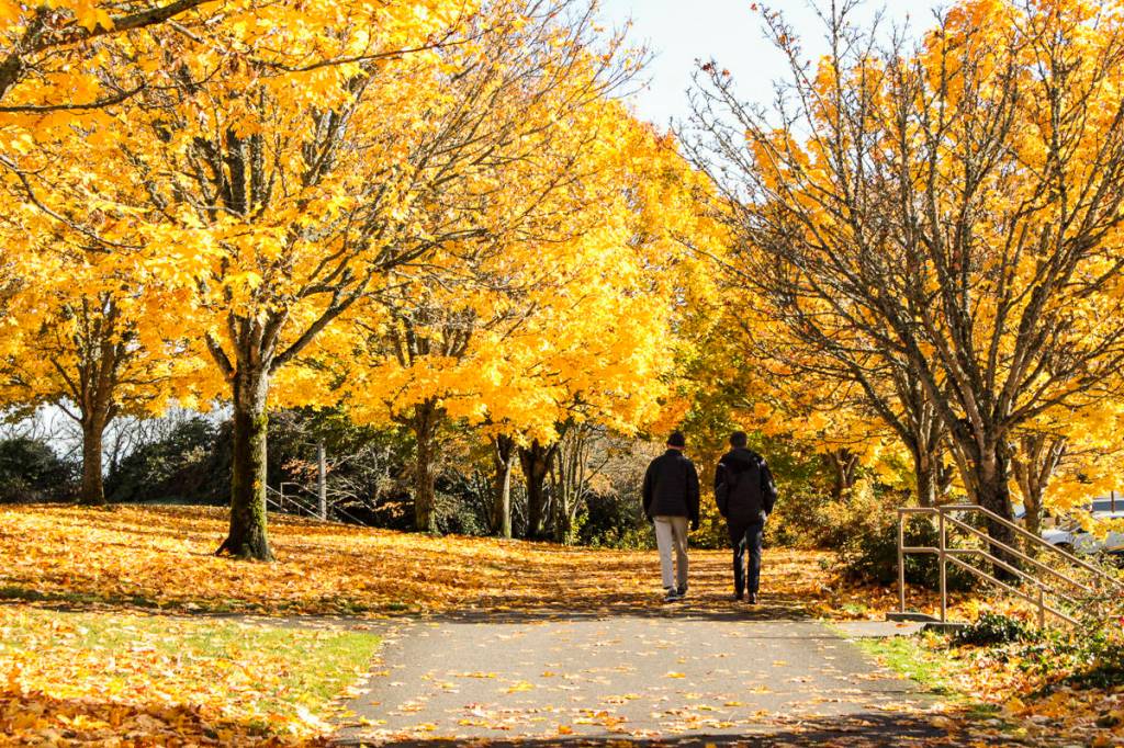 Natalie DeFord/staff photo.                                A bright fall day at Aubrey Davis Park on Mercer Island.