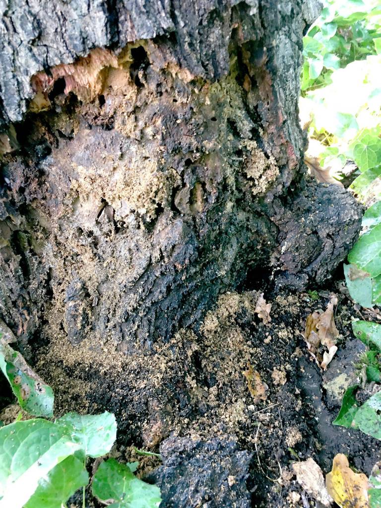 Visible decay at the base of a tree.