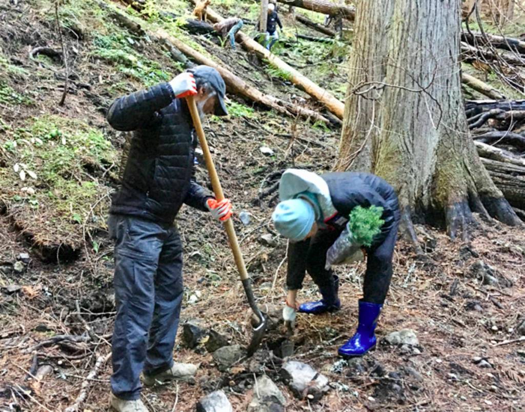 Courtesy photo                                Yogi Agrawal and Mercer Island rotarian Vivian Stumbles plant trees during a Rotary Club event Oct. 27 on Mount Baker.