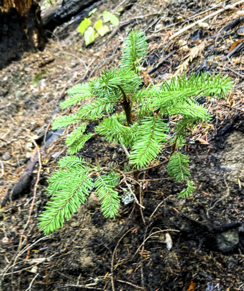 A Noble Fir seedling planted by Mercer Island rotarians on Oct. 27 on Mount Baker. Courtesy photo