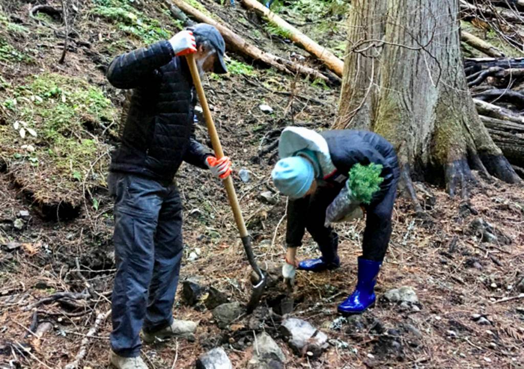 Courtesy photo                                Yogi Agrawal and Mercer Island rotarian Vivian Stumbles plant trees during a Rotary Club event Oct. 27 on Mount Baker.