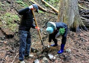 Courtesy photo                                Yogi Agrawal and Mercer Island rotarian Vivian Stumbles plant trees during a Rotary Club event Oct. 27 on Mount Baker.