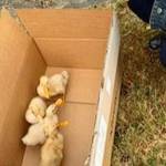 Ducklings waddle into Islander’s yard