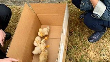 Ducklings waddle into Islander’s yard