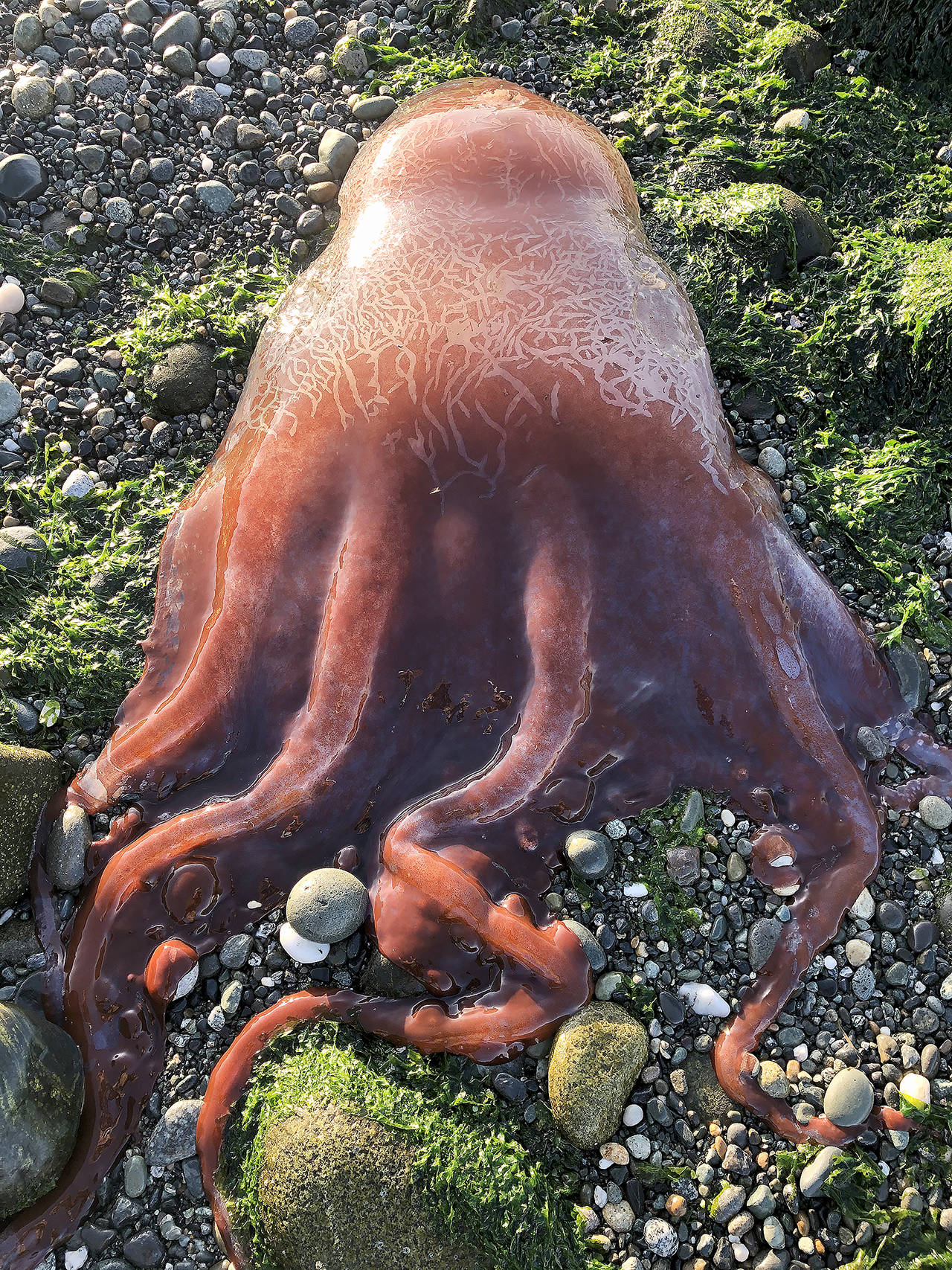 A sea creature found on the beach at Ebeys Landing may be a Haliphron atlanticus, or seven-armed octopus, scientists have theorized. (Ron Newberry)
