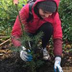 The city and EarthCorps will hold a small, socially distanced Arbor Day event on Oct. 17. Courtesy of the city of Mercer Island
