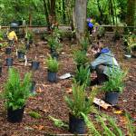 An EarthCorps member and volunteers plant away on Oct. 17. Two small, socially distanced events took place on Arbor Day at Pioneer Park. Andy Nystrom/ Reporter
