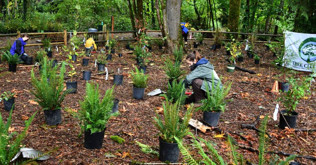 An EarthCorps member and volunteers plant away on Oct. 17. Two small, socially distanced events took place on Arbor Day at Pioneer Park. Andy Nystrom/ Reporter