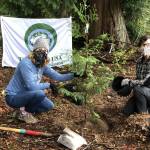 Mercer Island Deputy Mayor Wendy Weiker, left, and natural resources specialist Kim Frappier plant a western red cedar. Courtesy photo