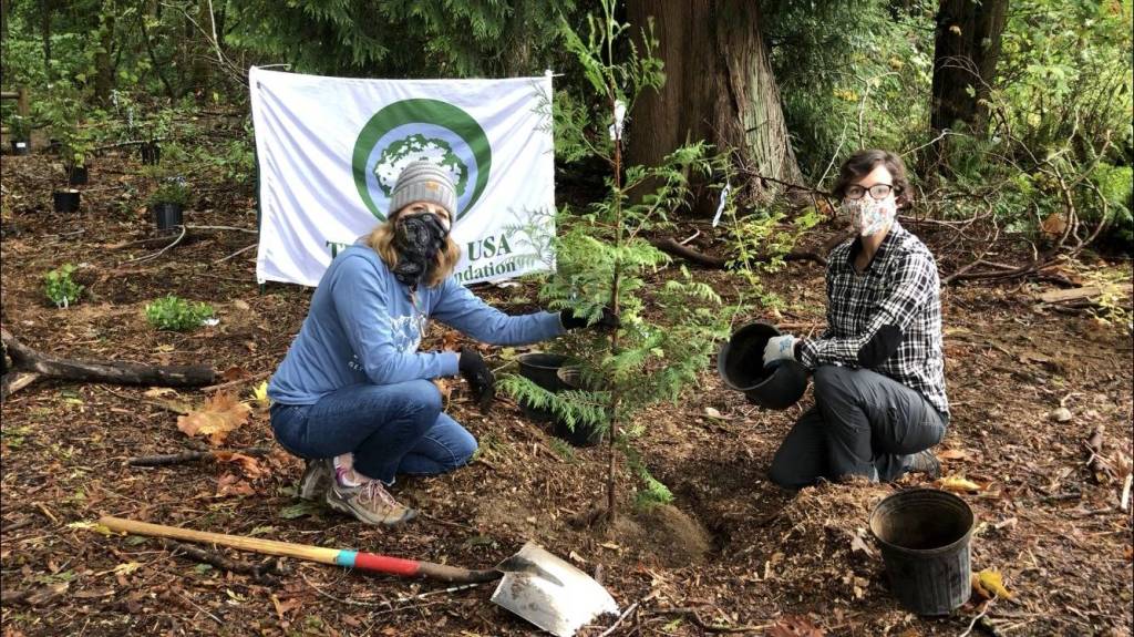 Mercer Island Deputy Mayor Wendy Weiker, left, and natural resources specialist Kim Frappier plant a western red cedar. Courtesy photo