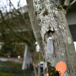 A city tree-risk assessor marked trees for removal along the Aubrey Davis Park corridor. Andy Nystrom/ staff photo
