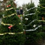 A volunteer ties a tree to the roof of a car on Saturday morning. Andy Nystrom/ staff photo