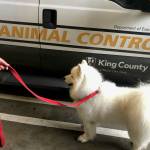 This Samoyed pup is safe after seen being abused on video on Mercer Island. Photo courtesy of the Mercer Island Police Department