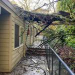 Gusty winds knocked down a tree in the 2900 block of 76th Avenue Southeast on Nov. 30. There were no injuries. Photo courtesy of the Mercer Island Fire Department