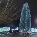 Lights abound on the Mercerdale Park massive sequoia tree, hedges and pergola. Courtesy photo