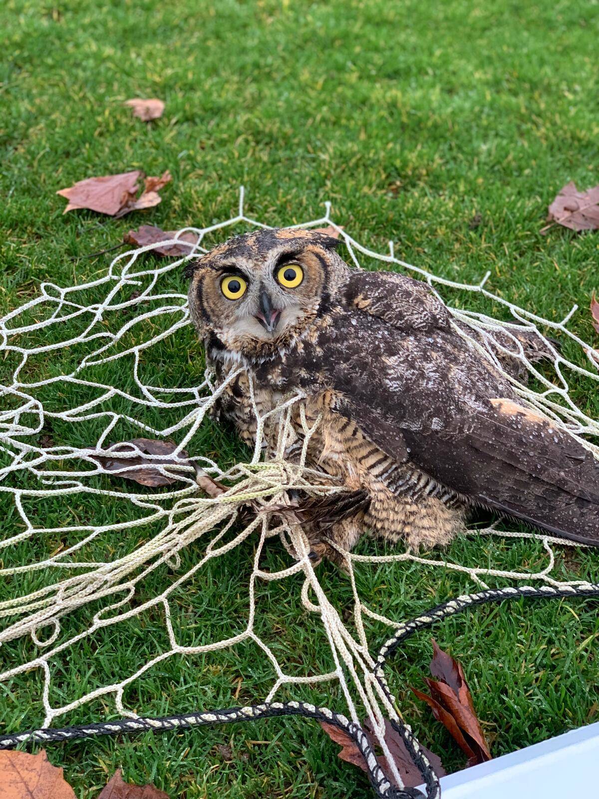 The great horned owl of Mercer Island. Photo courtesy of Kellee Abell