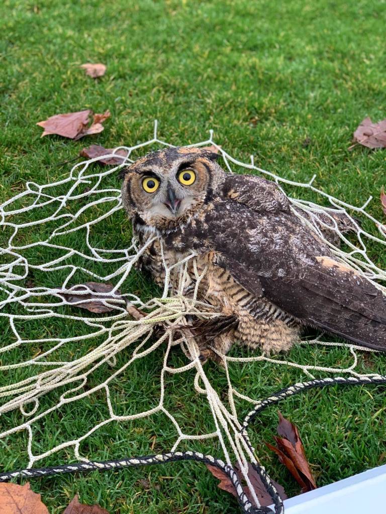 The great horned owl of Mercer Island. Photo courtesy of Kellee Abell