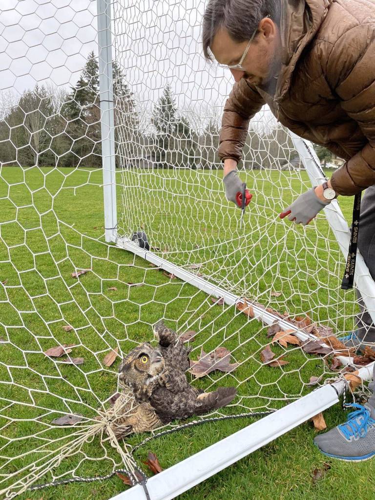 Harold Abell rescues a great horned owl stuck in a soccer net at Homestead Park on Jan. 11. Photo courtesy of Kellee Abell
