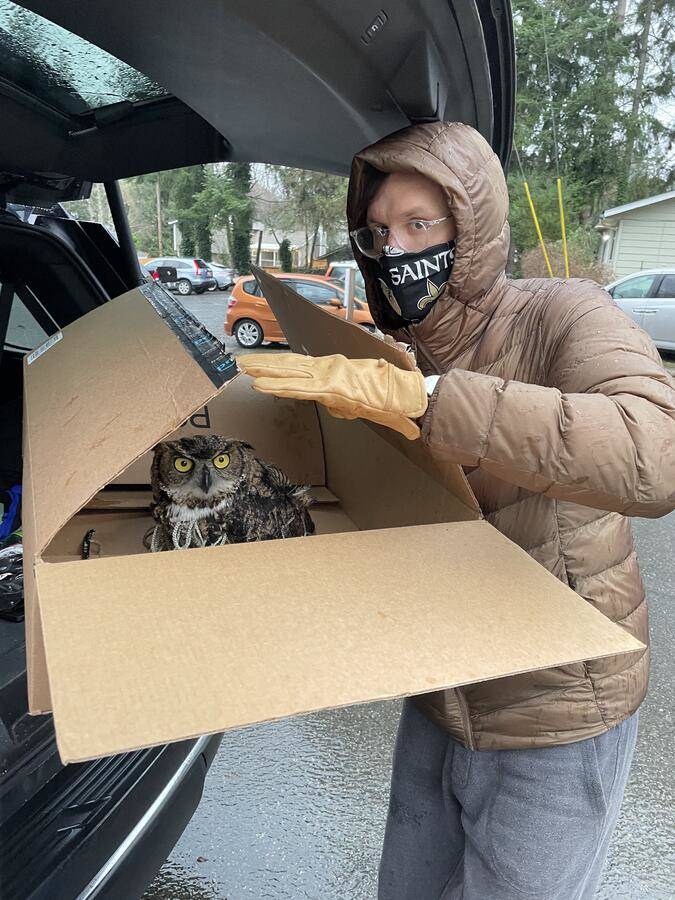 Harold Abell transports the great horned owl in a box to PAWS in Lynnwood. Photo courtesy of Kellee Abell