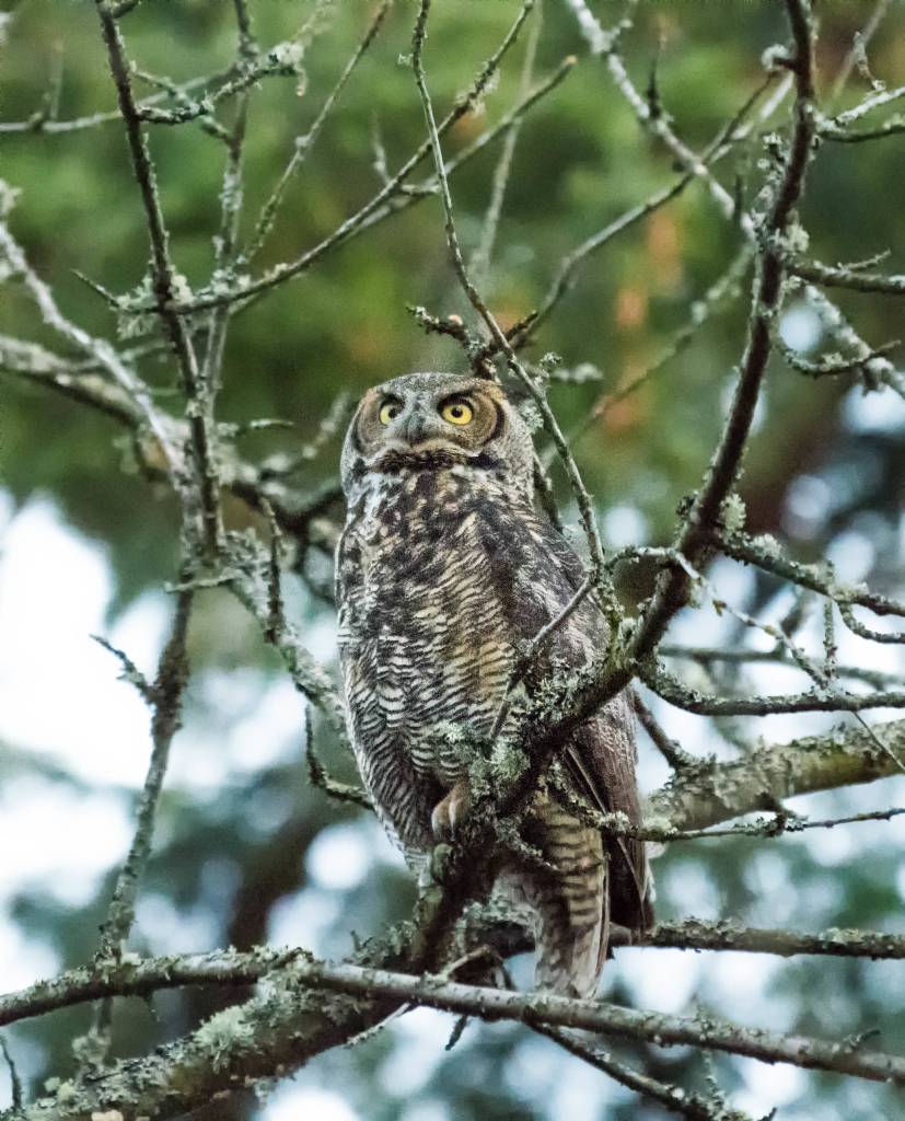 The great horned owl that was found previously tangled in a soccer net on Jan. 11 in Homestead Park made a full recovery, and was released back on Mercer Island on Jan. 19 by PAWS (Progressive Animal Welfare Society). Harold Abell rescued the owl while walking in the park with his German shepherd. He and his wife, Kellee, transported the owl to PAWS in Lynnwood. She was released during a beautiful sunset on Mercer Island. We watched as she flew up into a nearby tree, surveyed the area for a few minutes, and then took off deeper into the forest with a couple silent and powerful wing beats, according to PAWS naturalist Jeff Brown. Photo courtesy of Kris Tsujikawa