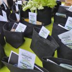 Earth Day Fair attendees received lettuce grow bags. Andy Nystrom/ staff photo