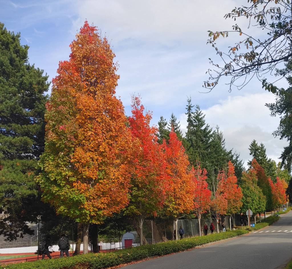 Fall colors pop as students stroll on Southeast 42nd Street on a recent afternoon. Andy Nystrom/ staff photo