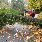 Stormy weather downed many Island trees over the weekend of Oct. 23-24. There were no injuries, according to the city. Photo courtesy of the Mercer Island Fire Department