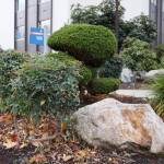 Example of what it can look like when you replace a grass lawn with native plants. Photo by Henry Stewart-Wood/Sound Publishing