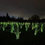 The Prairie of Possibilities was in the planning for nearly two years and debuted on Mercer Island as the first of several installations around the world. Photo courtesy of Greg Asimakoupoulos