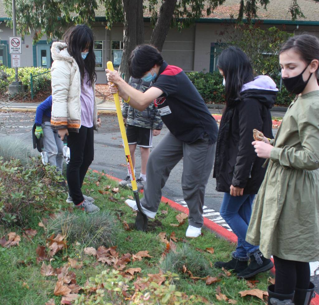 Mercer Island High Schools Devon Benaroya (second from left)  president of the student-led Holocaust Education Committee  helps Island Park Elementary School students plant daffodils on Nov. 8 as part of the Worldwide Daffodil Project. Andy Nystrom/ staff photo