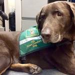 King Countys ITA courthouse comfort dog, Murphy. Courtesy photo