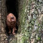 Greg Asimakoupoulos writes: Seeing the tiny toy lion in an opening in that tree trunk reminded me that death does not have the final word in life.