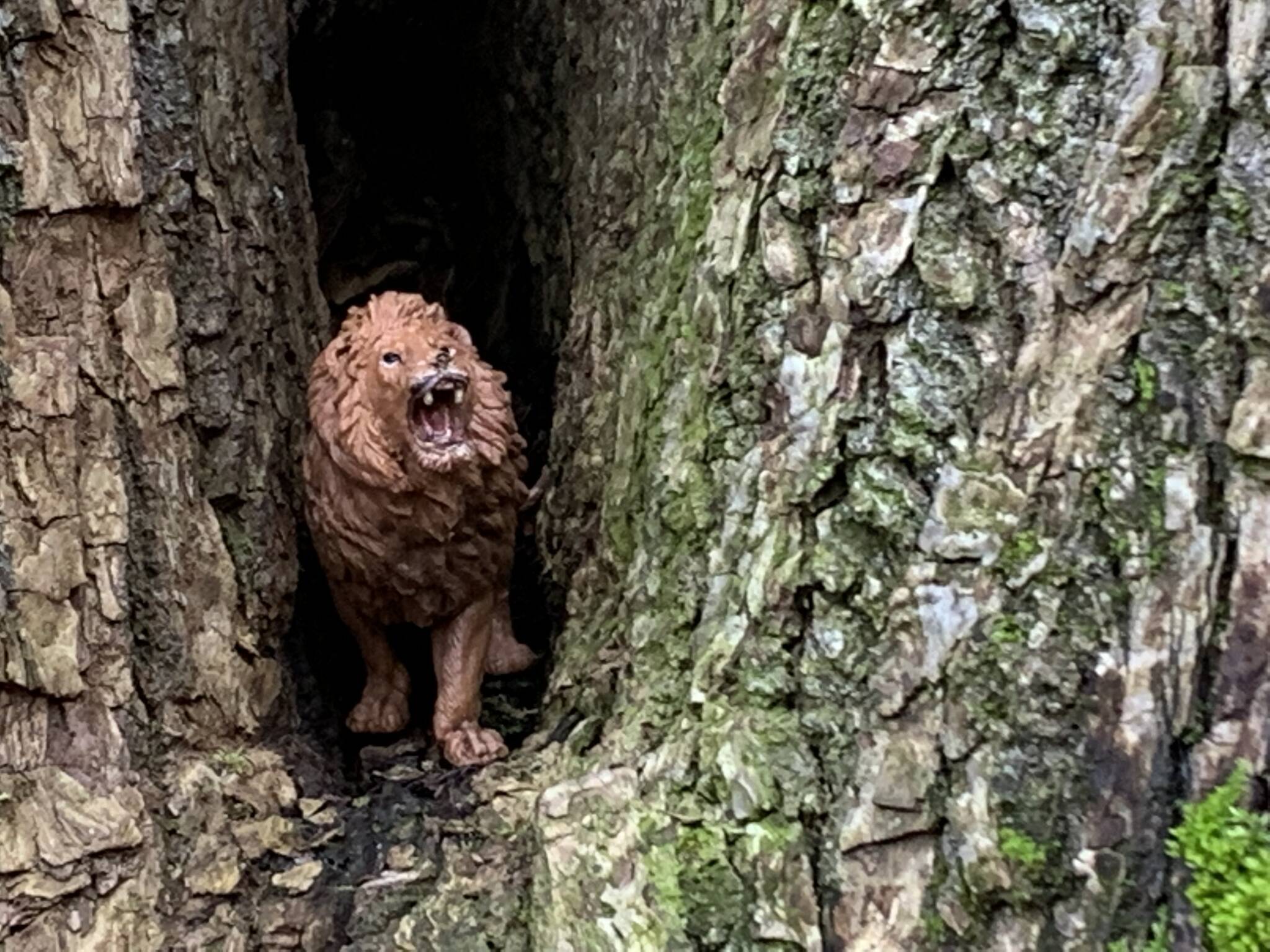 Greg Asimakoupoulos writes: Seeing the tiny toy lion in an opening in that tree trunk reminded me that death does not have the final word in life.