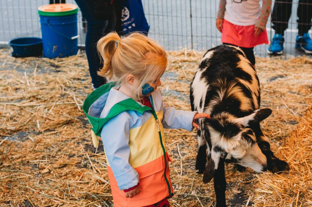 Margot Castle, 2, pets a goat at last Saturdays Circus event at the Mercer Island Community and Event Center. Courtesy of B3 photography