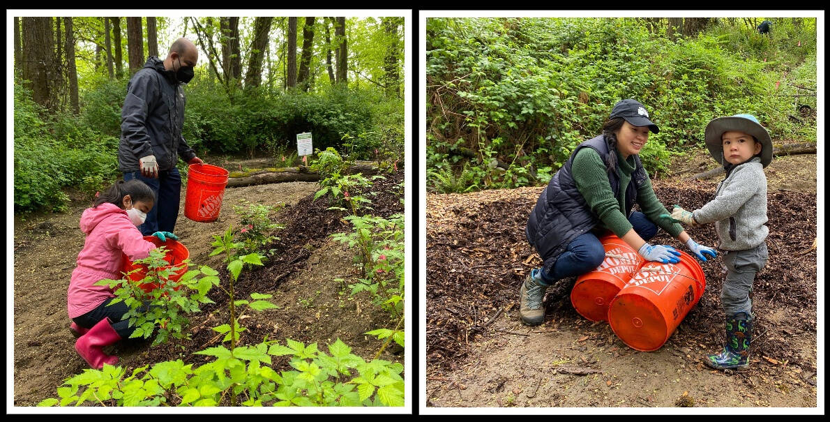 Volunteers joined city staff members to mulch the new native trees and shrubs around the Bike Skills Area, remove invasive blackberry and more on May 14 at Upper Luther Burbank Park. The trees were planted at a previous volunteer park restoration event this winter. The city partnered with EarthCorps for the four-hour event. Photos courtesy of the city of Mercer Island