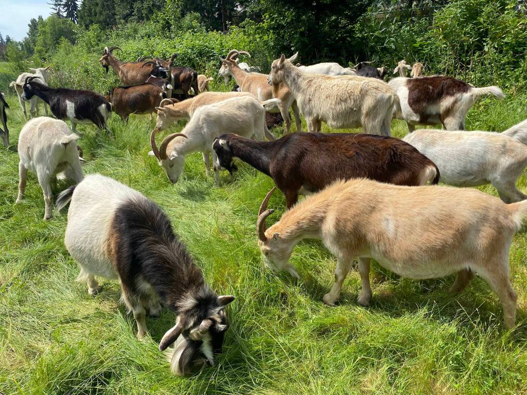 A herd of goats from Vashon Islands Rent-A-Ruminant munches away on overgrown vegetation at the stormwater detention pond at Islander Middle School at the start of June. The goats were expected to help remove the vegetation for four to six days. Courtesy of the Mercer Island School District