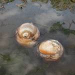 At Dash Point on June 16, 2022. Henry Stewart-Wood/Sound Publishing.